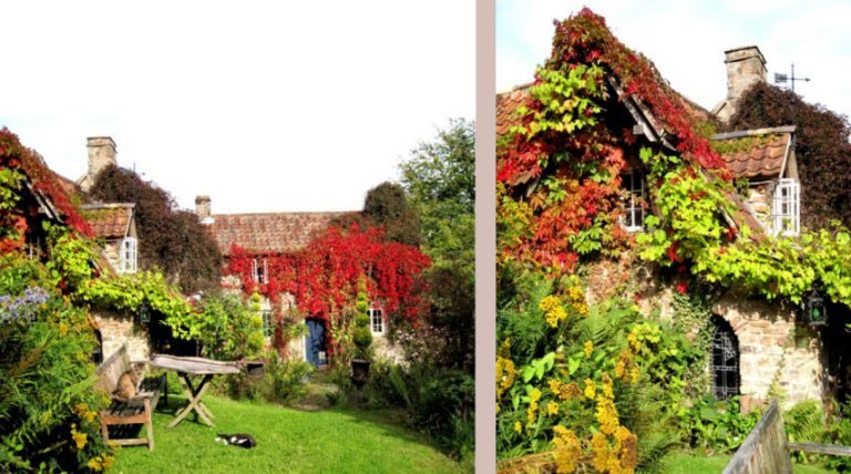 A finished house with foliage taking over